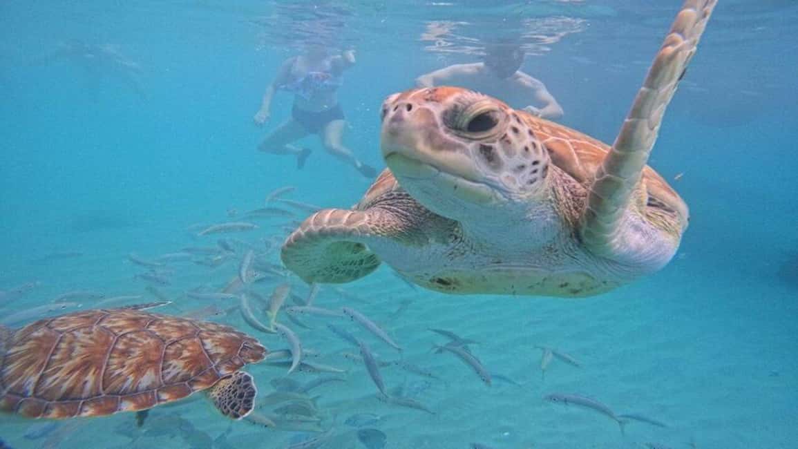 afbeelding n.2 van Willemstad: zwemmen met schildpadden en strandhoppen activiteit in Curaçao, geüpload door aanbieder