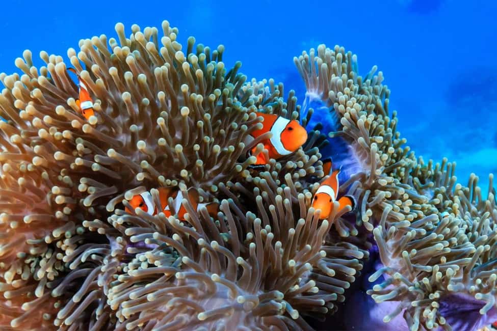 billede nr.8 af aktiviteten 3 sjove dyk for certificerede dykkere Phi Phi-øerne & Shark Point i Thailandbugten, uploadet af udbyder