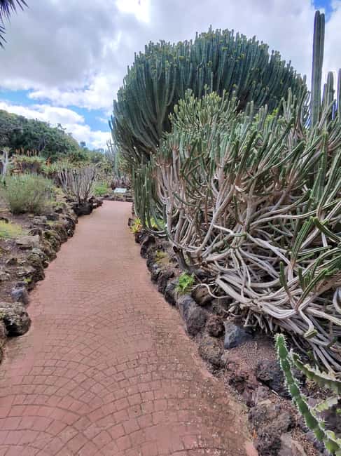 image n.32 of Private Bandama Caldera, Botanic Garden(/Wine*), Old Town activity in Las Palmas, uploaded by supplier