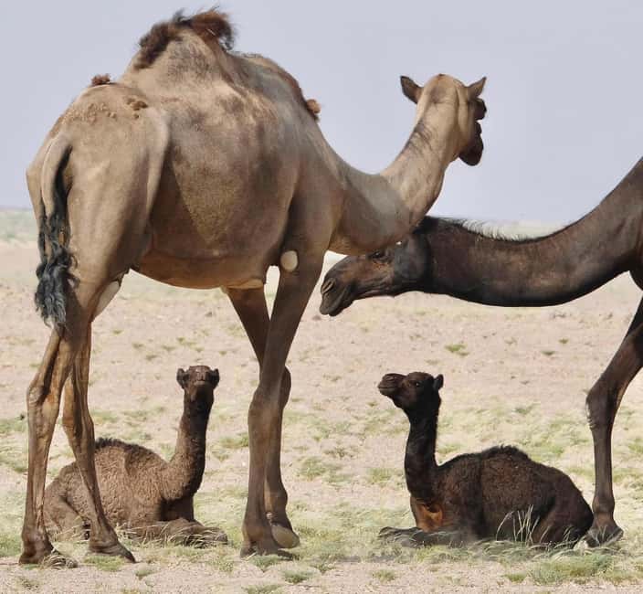 Immagine nº 37 di Avventura nel deserto di Wahiba , Nuoto nel Wadi Bani Khalid attività a Regione al-Sharqiyya, caricata dal fornitore