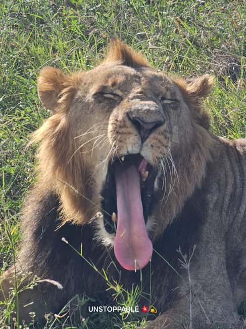 image n.34 of Nairobi: National Park & Optional Elephants & Giraffe Center activity in Nairobi, uploaded by supplier