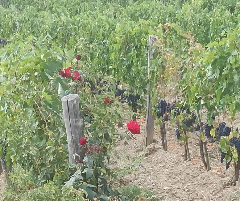 image n.10 of Visit Pisa & Lucca with lunch in a family-run winery activity in Pisa, uploaded by supplier