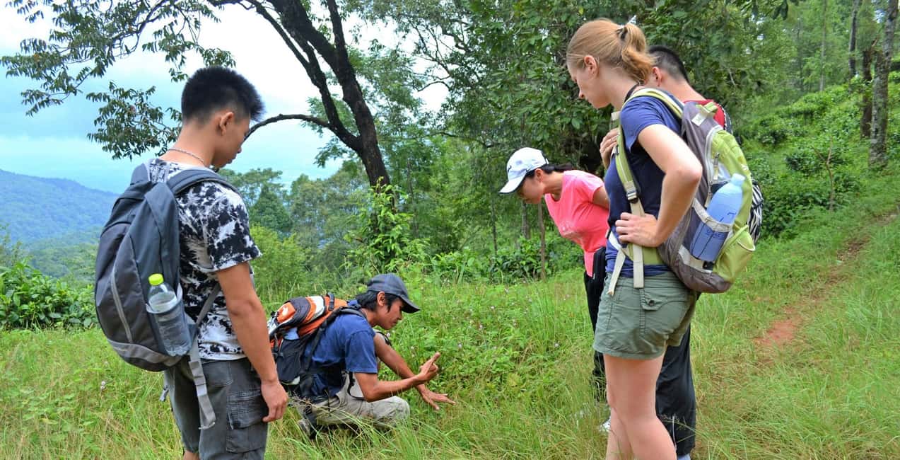 image n.14 of From Chiang Mai: High Mountain Day Trek activity in Chiang Mai Province, uploaded by supplier