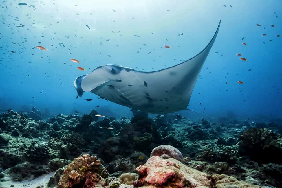 image n.3 of From Bali: Swim with Manta Rays in Nusa Penida activity in Bali, uploaded by supplier