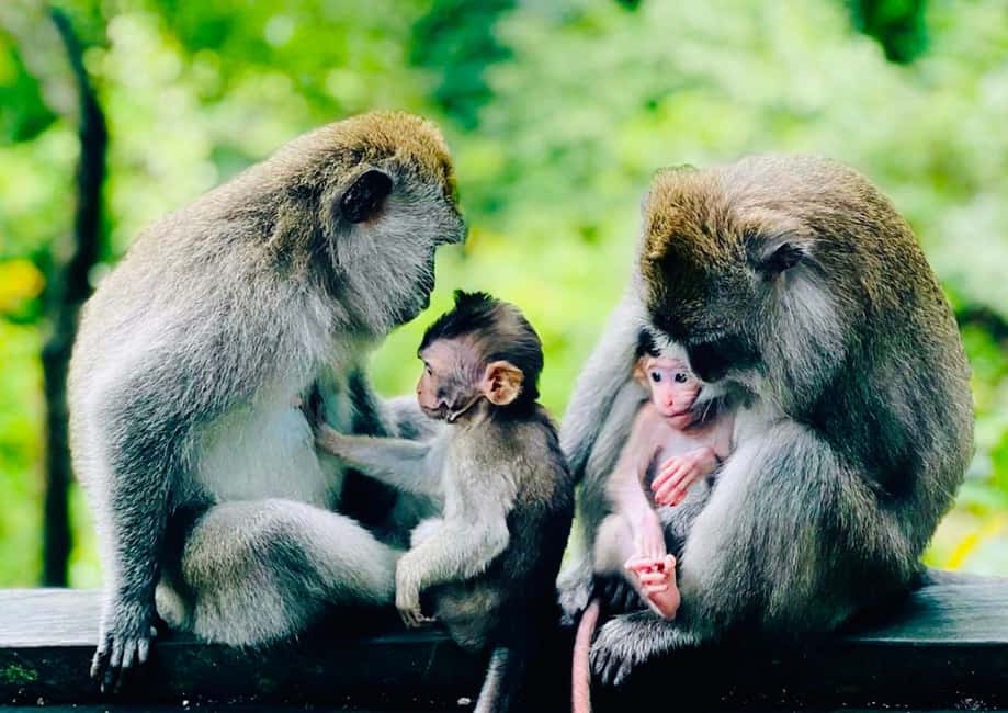 image n.8 of Bali: Customized Private Car Charter with Optional Guide activity in Ubud, uploaded by supplier