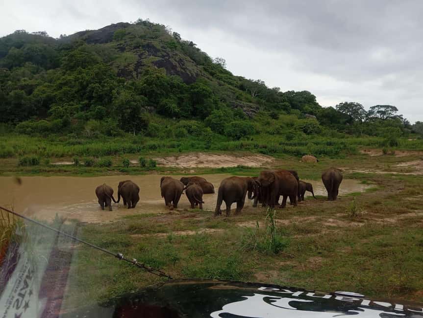 image n.4 of From Dambulla/Sigiriya/: Minneriya National Park 4hr safari activity in Anuradhapura, uploaded by supplier