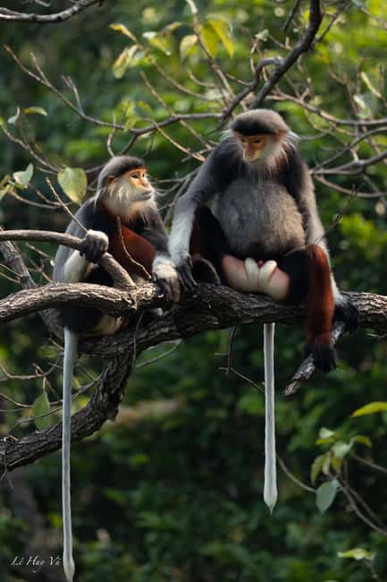 image n.4 of Safari - Finding the most endangered monkey in the World activity in Da Nang, uploaded by supplier