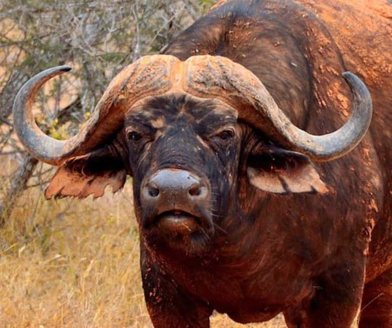 image n.39 of 2-Days Wildlife Safari to Tsavo East & Tsavo West Park activity in Coast Province, uploaded by supplier