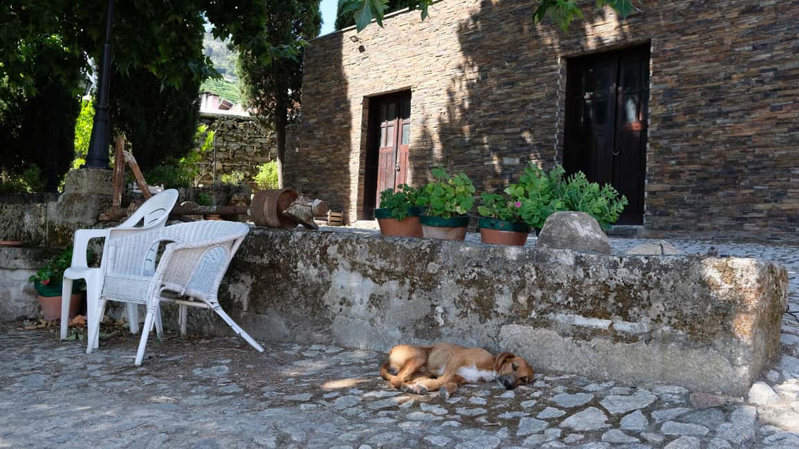 image n.25 of From Porto: Douro Valley Tour with Tastings, Boat & Lunch activity in Norte Region, uploaded by supplier