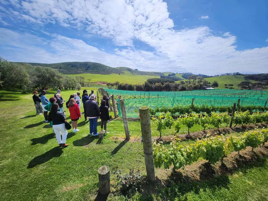 image n.13 of Waiheke Island: Wine Tour + Lunch at Award Winning Venue activity in North Island, uploaded by supplier
