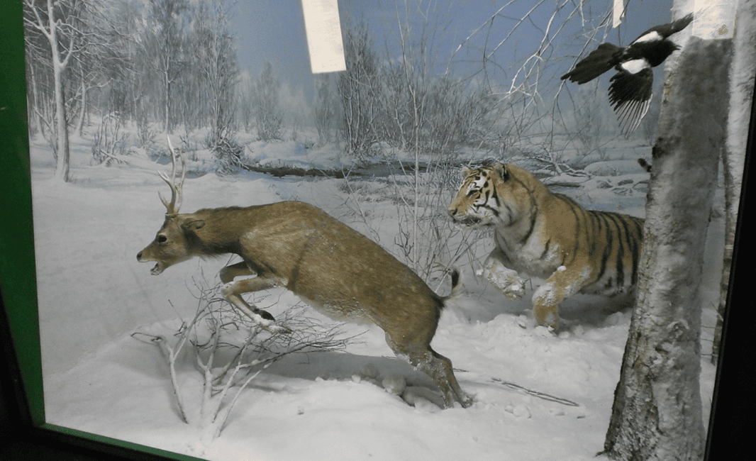 image n.3 of Milan: Natural History Museum Entry Ticket & Audio Guide activity in Milan, uploaded by supplier