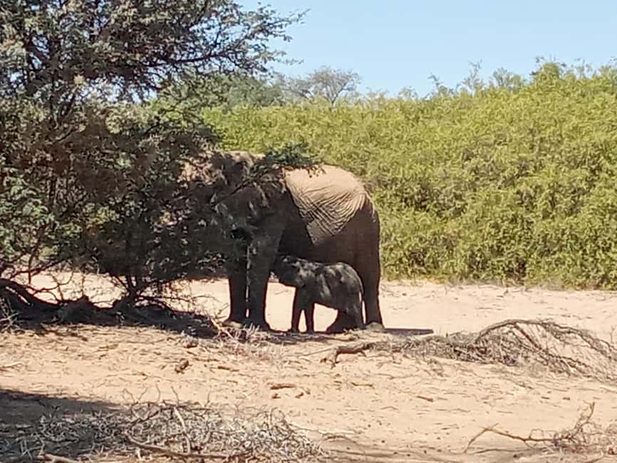 image n.16 of Elephant Adventure with Herson - a native of Damaraland activity in Kunene Region, uploaded by supplier