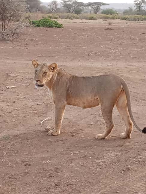 image n.24 of Tsavo East and Tsavo West Sanctuary Safari activity in Coast Province, uploaded by supplier