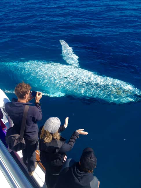 image n.3 of Noosa; Noosa Thriller Whale Watching activity in Noosaville, uploaded by supplier