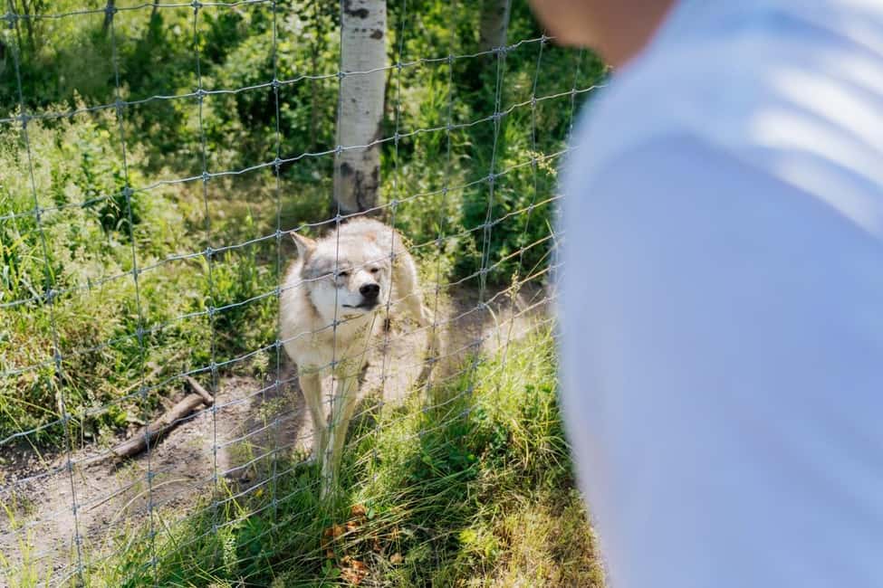 image n.7 of Cochrane: Yamnuska Wolfdog Sanctuary Tour activity in Cochrane, uploaded by supplier