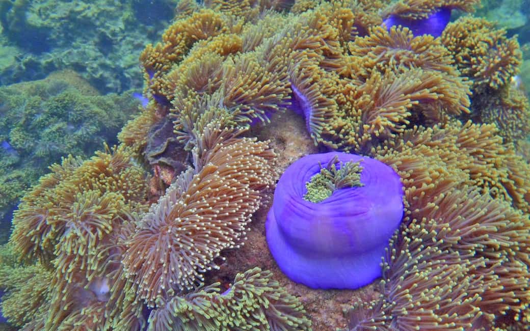 image n.3 of Full-Day Koh Lipe 5 points Snorkeling (East Zone) with Lunch activity in Ko Lipe, uploaded by supplier