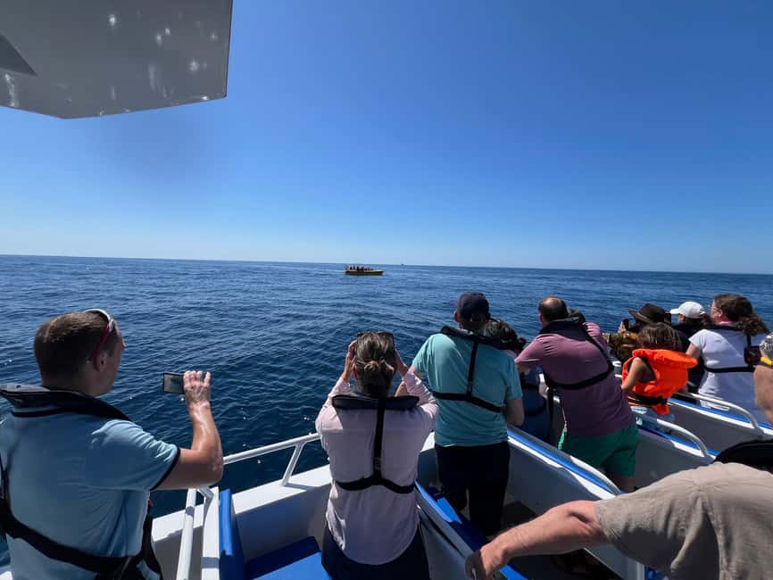 Bild Nr. 14 von Albufeira: Speedboot-Tour Benagil-Höhle und Delfin-Watching Aktivität in Benagil, hochgeladen vom Anbieter