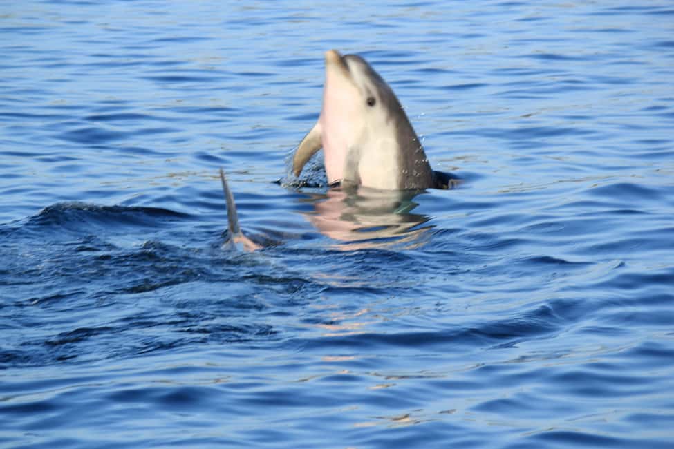 Bild Nr. 4 von Olbia: Bootstour mit Delfinbeobachtung und Schnorcheln Aktivität in Sardinien, hochgeladen vom Anbieter