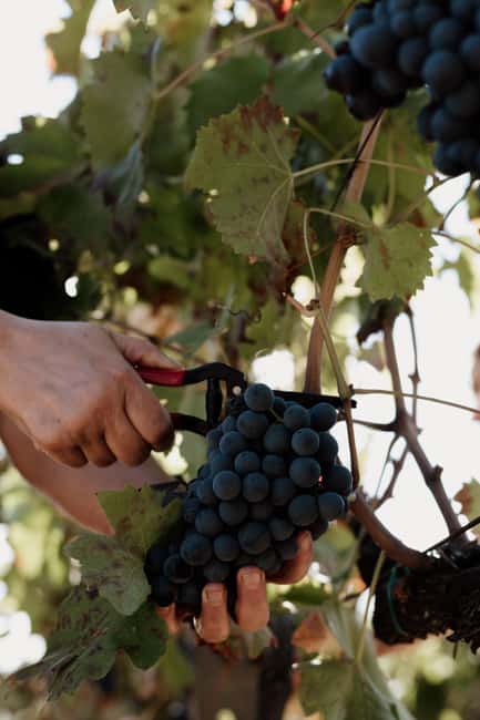 image n.3 of Mount Etna: Winery Tour and Tasting activity in Catania, uploaded by supplier