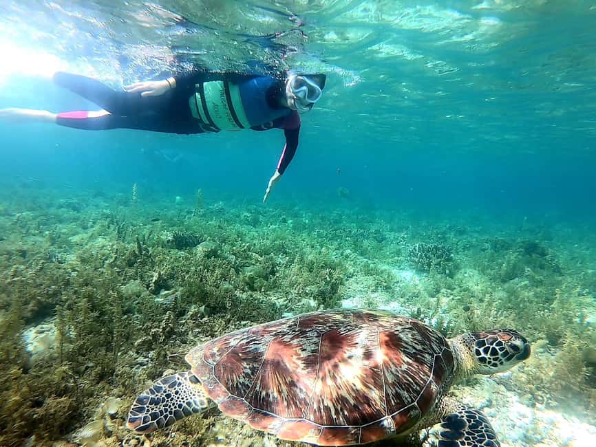 imagem n.13 de Cebu: Nadar com tubarões-baleia, Cascatas de Kawasan e Corrida das Sardinhas de Moalboal atividade em Badian, carregada pelo fornecedor