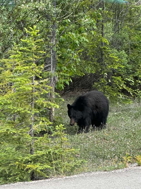 image n.9 of Calgary: Day Trip to Jasper with Lunch activity in Alberta, uploaded by supplier