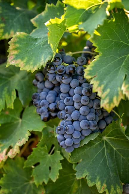 imagem n.5 de De Aix-en-Provence : Vinho, azeite e aldeias pitorescas atividade em Saint-Rémy-de-Provence, carregada pelo fornecedor