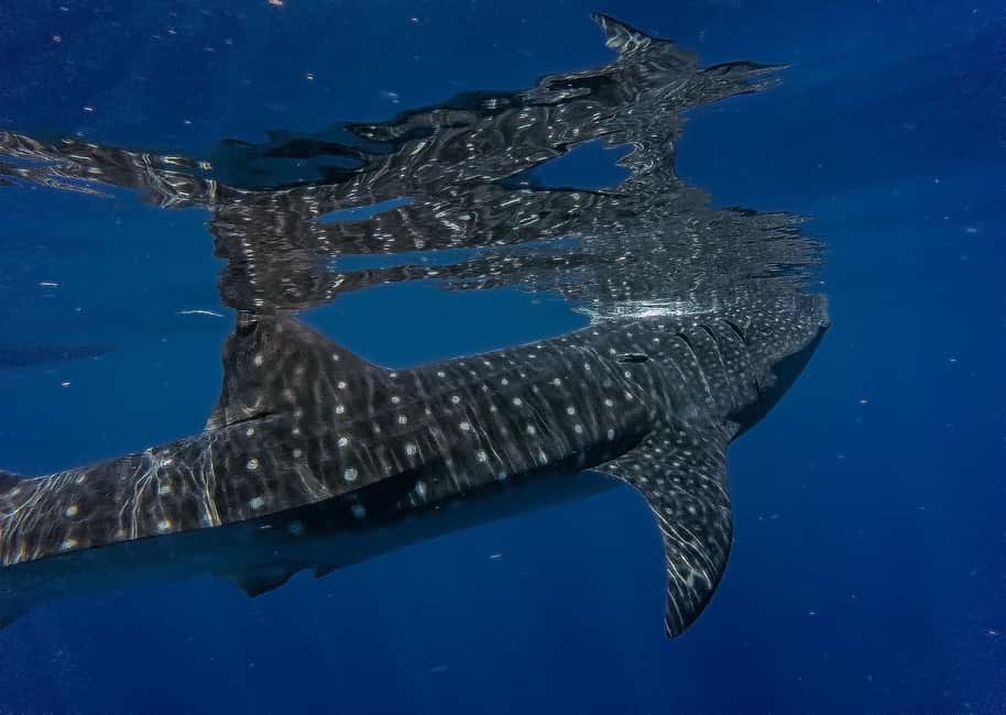 image n.7 of Whale Shark Safari Snorkeling Tour activity in Playa del Carmen, uploaded by supplier