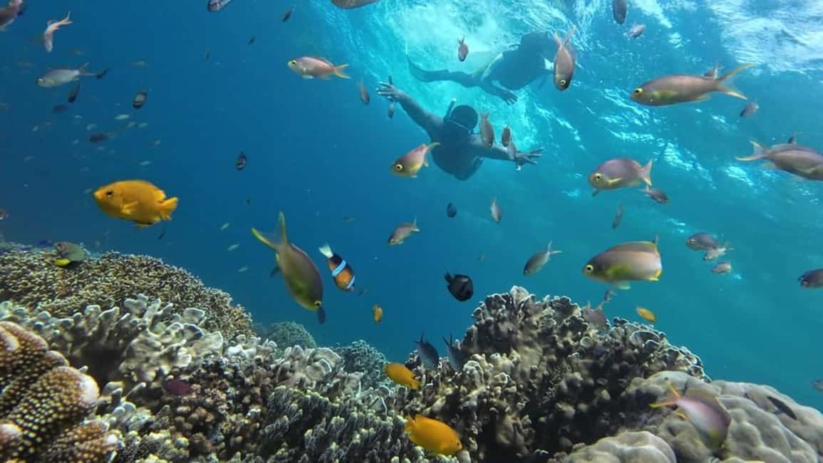 image n.4 of Moalboal: Pescador Island Hopping Adventure and Sardine Run activity in Moalboal, uploaded by supplier