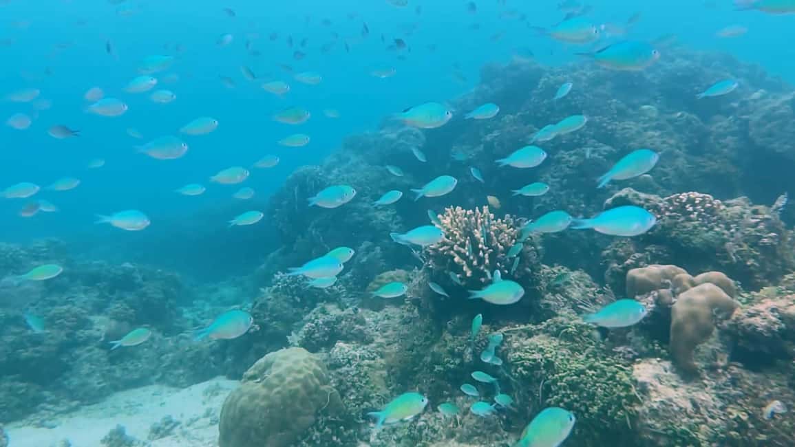 imagem n.11 de Cebu: Nadar com tubarões-baleia, Cascatas de Kawasan e Corrida das Sardinhas de Moalboal atividade em Badian, carregada pelo fornecedor
