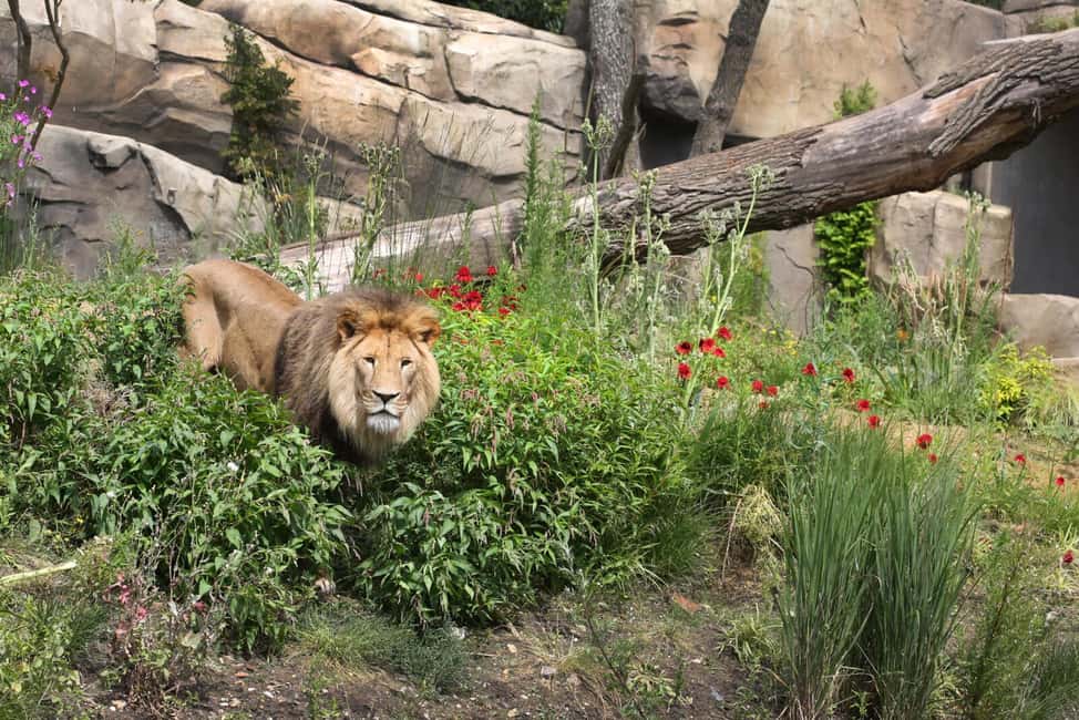 bild nr.2 av Amsterdam: ARTIS Royal Zoo inträdesbiljett aktivitet i Amsterdam, uppladdad av arrangören