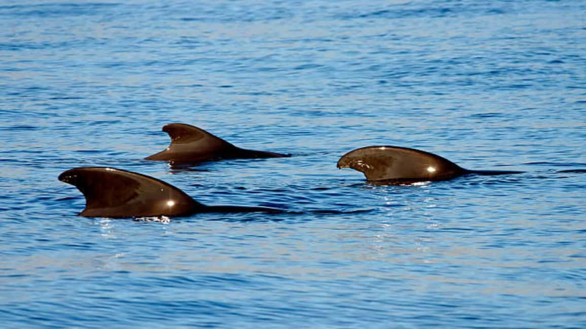 image n.3 of Los Cristianos: Eco Yacht Whale Watching Tour at Sunset activity in Canary Islands, uploaded by supplier