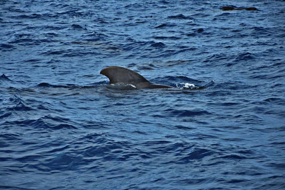 imagem n.4 de Sal, Cabo Verde: Meio dia no veleiro Cuba Libre atividade em Santa Maria, Cabo Verde, carregada pelo fornecedor