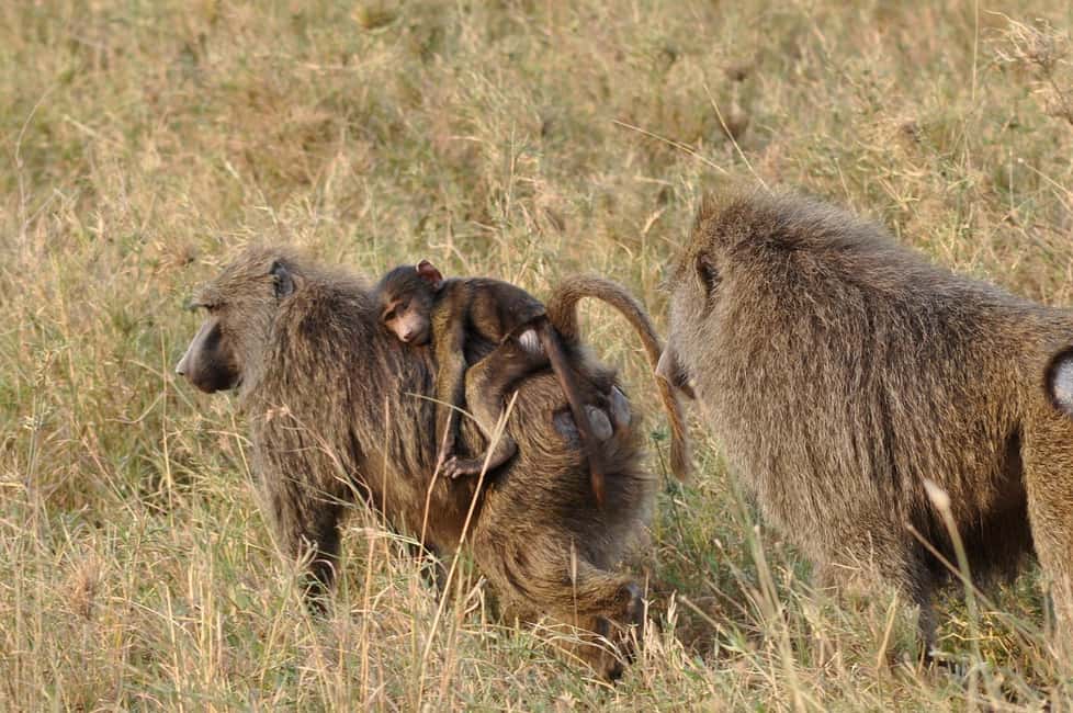 image n.30 of Cape Town: Cape of Good Hope & Penguins Day Tour with Pickup activity in Cape Town, uploaded by supplier