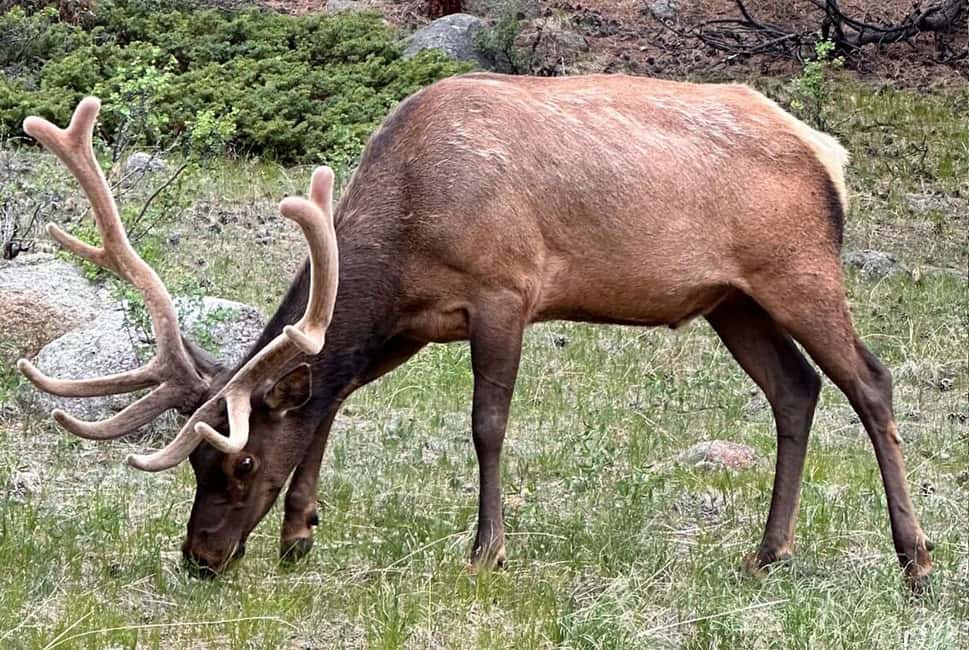 image n.4 of Denver/Boulder: Rocky Mountain National Park Tour activity in Denver, uploaded by supplier