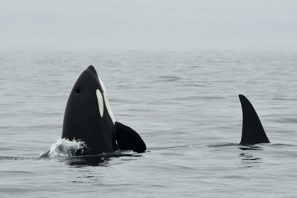 image n.7 of Anacortes: Full Day Whale/Wildlife Tour; Friday Harbor Stop activity in Anacortes, uploaded by supplier