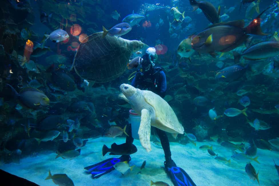 Image N°9 de Kuala Lumpur : billet d'entrée à Aquaria KLCC activité à Kuala Lumpur, publiée par le prestataire