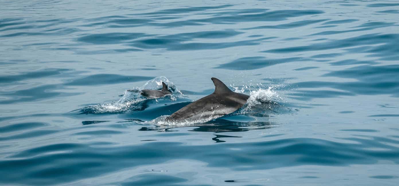 image n.3 of Fazana: dolphin safari and sightseeing in Brijuni at sunset activity in Pula, uploaded by supplier