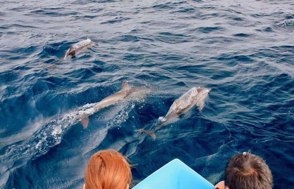 image n.9 of Trincomalee: Whales & Dolphin Watching Tours activity in Nilaveli, uploaded by supplier