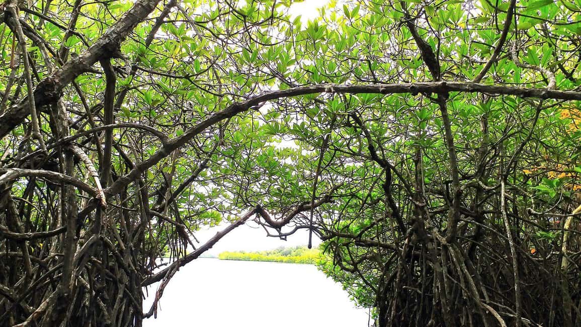 image n.11 of From Colombo: Galle Fort & Hikkaduwa Coastal Day Tour activity in Kosgoda, uploaded by supplier