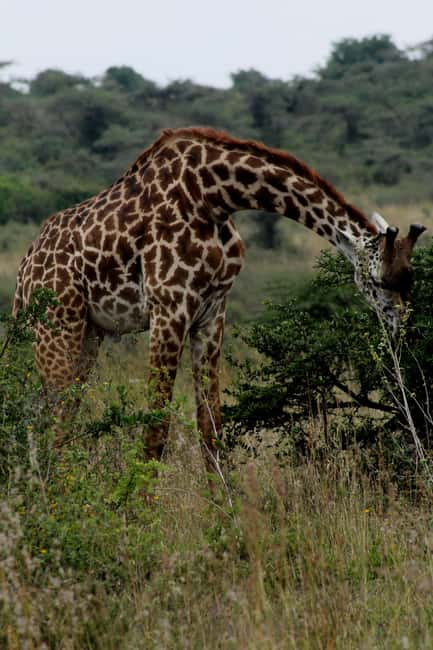 Image N°24 de Au départ de Nairobi : Safari en groupe de 3 jours et 2 nuits dans le Maasai Mara activité à Province centrale du Kenya, publiée par le prestataire