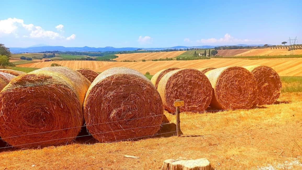 image n.15 of Visit Pisa & Lucca with lunch in a family-run winery activity in Pisa, uploaded by supplier