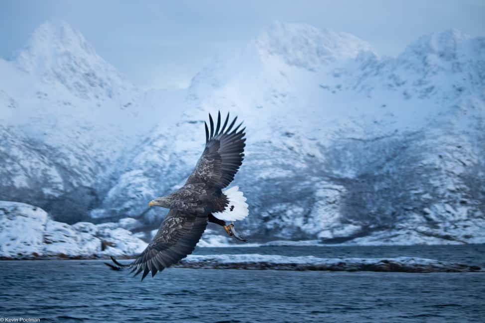 image n.6 of From Svolvær: RIB Boat Lofoten Trollfjord Sea Eagle Safari activity in Nordland County, uploaded by supplier