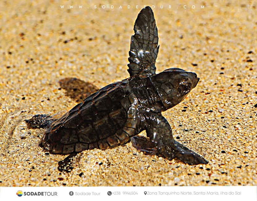 imagem n.3 de Santa Maria: Experiência de observação de tartarugas marinhas na Ilha do Sal atividade em Santa Maria, Cabo Verde, carregada pelo fornecedor