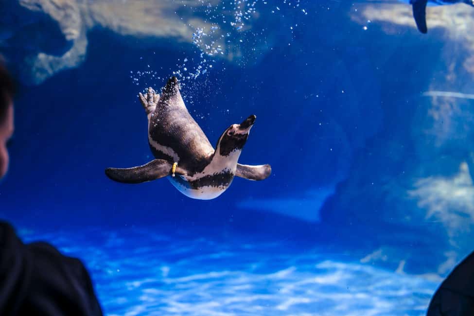 image n.16 of Barcelona Aquarium: Entry Ticket activity in Barcelona, uploaded by supplier