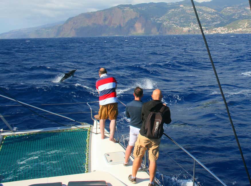 Bild Nr. 18 von Funchal: Delfin- und Walbeobachtung mit dem Luxuskatamaran Aktivität in Câmara de Lobos, hochgeladen vom Anbieter