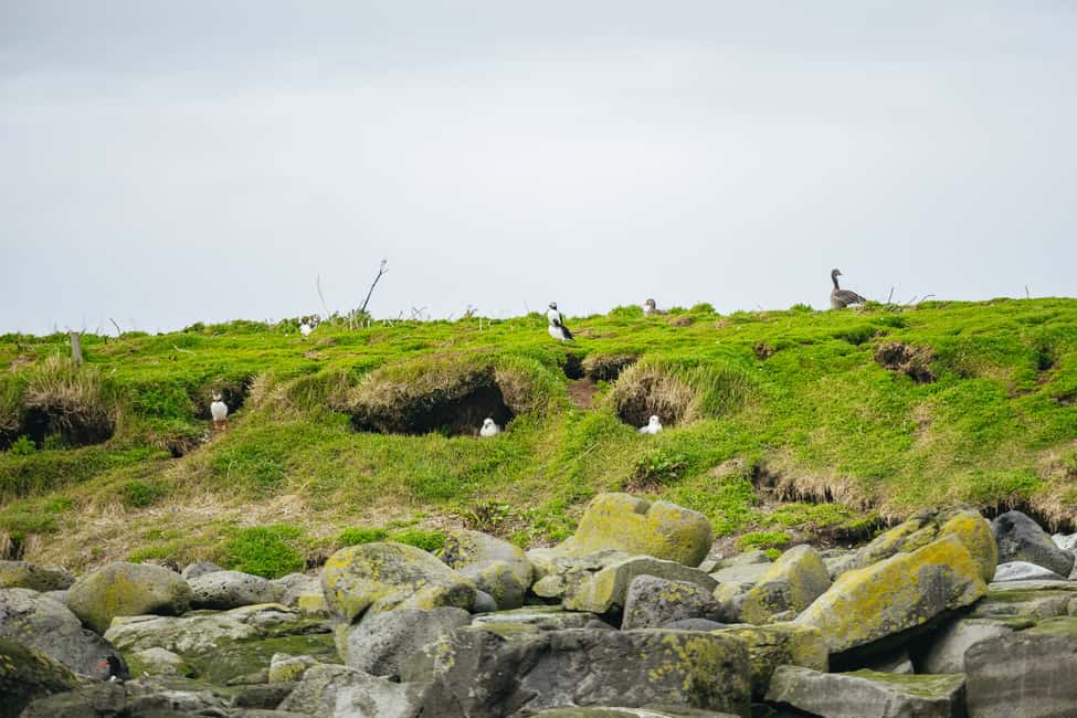 image n.2 of Reykjavik: Puffin Watching Boat Tour activity in Western Region, Iceland, uploaded by supplier