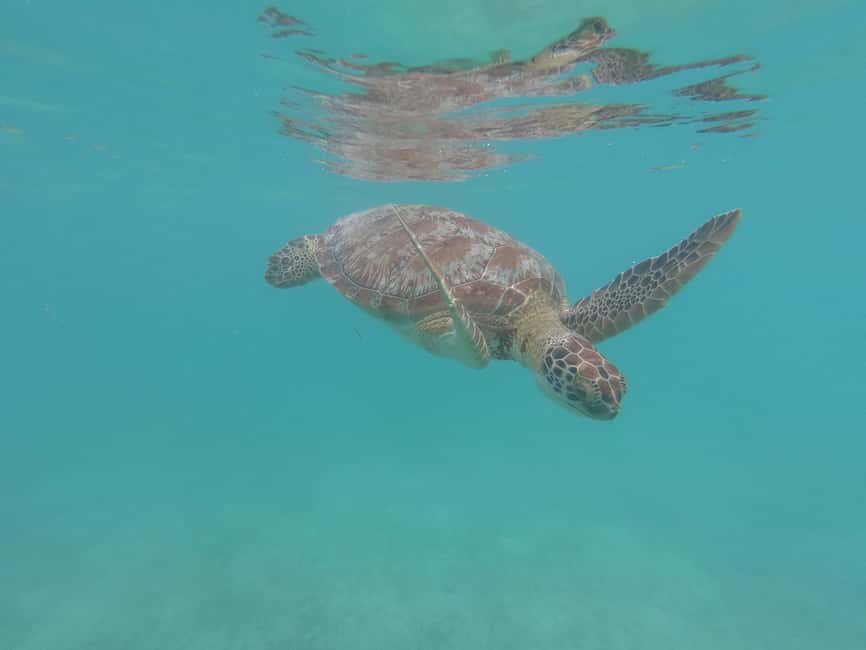 afbeelding n.13 van Akumal: Snorkelen met zeeschildpadden en koralen activiteit in Akumal, geüpload door aanbieder