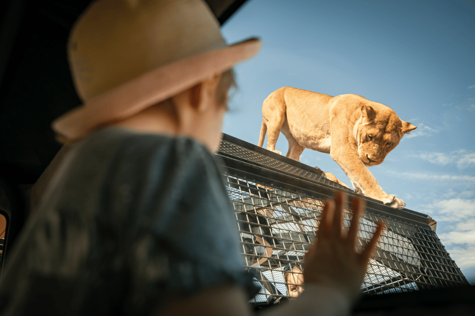 imagen n.º 1 de Experiencia Leones 360 y un día en el Parque Safari Monarto actividad en Murray Bridge, subida por el proveedor