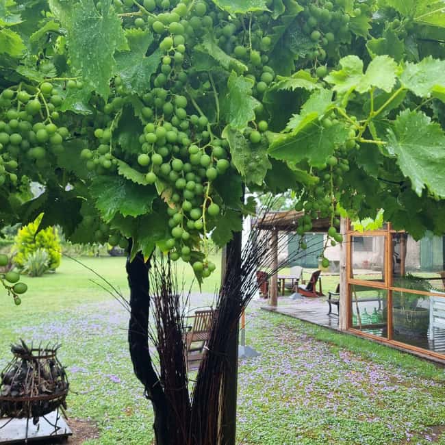 Immagine nº 7 di Cantina Cordano – Fondata dal nonno di José Mujica attività a Colonia del Sacramento, caricata dal fornitore