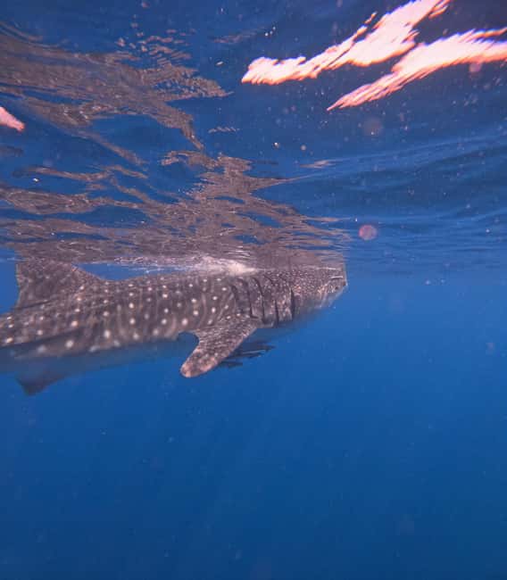 Immagine nº 14 di Muscat: gita di snorkeling alle isole Daymaniat con pranzo attività a Oman, caricata dal fornitore
